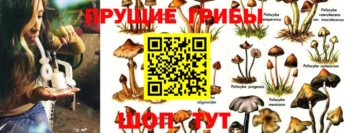Псилоцибиновые грибы мицелий Белореченск